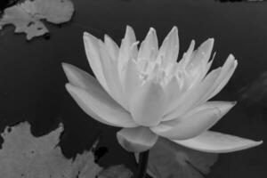 Black and white  Beautiful yellow water lily lotus photo