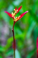 flor de ave del paraíso, flor de heliconia foto