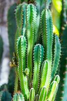 green cactus budding photo