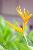 Clásico pájaro de paraíso flor, heliconia flor foto