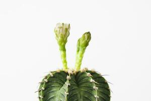 Close-up group of colorful LB2178 Gymnocalycium mihanovichii on white background. Cactus popular with thorns and highly resistant to drought. Cactus is botanically multi-species tree. photo