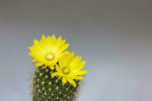 parodia leninghausi, de cerca amarillo torre cactus con amarillo flor floración. cactus es un popular cactus con espinas y es muy resistente a sequía. foto