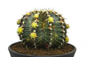 Close-up group of colorful Gymnocalycium mihanovichii pot. Cactus are popular with thorns and are highly resistant to drought. Cactus is a botanically multi-species tree. photo