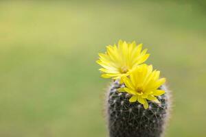 parodia leninghausi, de cerca amarillo torre cactus con amarillo flor floración. cactus es un popular cactus con espinas y es muy resistente a sequía. foto