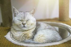 A beautiful British cat breed Shorthair, soft, white, gray hair in a light room. Looking towards camera. photo