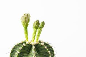 Close-up group of colorful LB2178 Gymnocalycium mihanovichii on white background. Cactus popular with thorns and highly resistant to drought. Cactus is botanically multi-species tree. photo