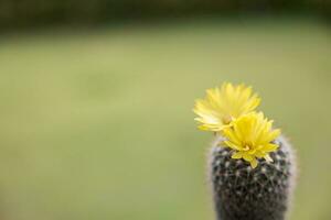 parodia leninghausi, de cerca amarillo torre cactus con amarillo flor floración. cactus es un popular cactus con espinas y es muy resistente a sequía. foto