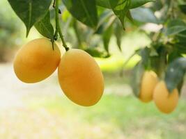 ripe juicy marian plum or plum mango fruit tree in tropical agriculture orchard garden thailand photo