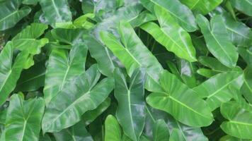 green leaves in a tropical garden. video