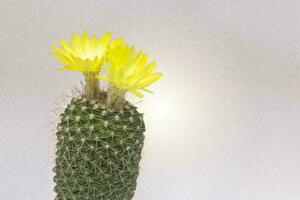 Parodia leninghausii, Close-up yellow tower cactus with yellow flower bloom. Cactus is a popular cactus with thorns and is highly resistant to drought. photo