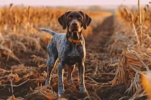 alemán de pelo corto puntero. caza perro en el campo. generativo ai foto