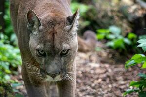 americano Puma - montaña león. retrato de puma en bosque. foto