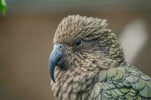 Kea, Nestor notabilis is a parrot from New Zealand photo