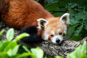 Red panda on the tree. Cute panda bear in forest habitat. photo