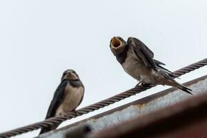 Adult swallow feeds a young fledgling swallow on roof. photo