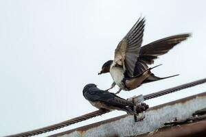 adulto golondrina hirundo rustica alimenta un joven volantón golondrina en techo. foto
