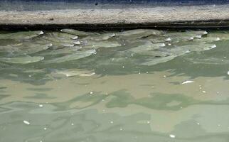 Small fish next to a boat in the port of Lisbon, Portugal photo