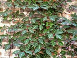 Chinese Virginia creeper growing on a brick wall photo