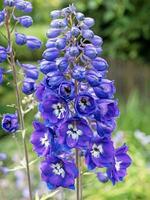 Closeup of a blue monkshood flower spike photo