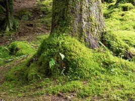 musgo creciente en el base de un árbol maletero en un madera foto