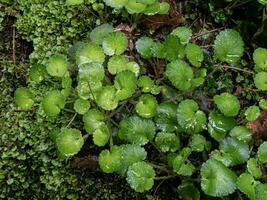 Wet leaves of creeping saxifrage, Saxifraga stolonifera photo