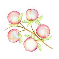 Hand drawn twig with peaches, watercolor illustration vector