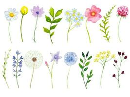 Collection of meadow flowers and herbs, set of watercolor wildflowers vector