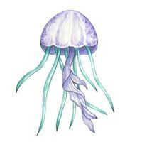Illustration of a jellyfish in purple and turquoise colors, watercolor vector
