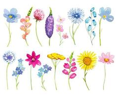 Collection of meadow flowers and herbs, set of watercolor wildflowers vector