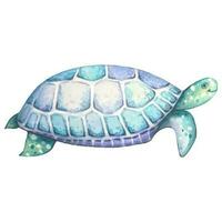 Watercolor  turtle. Blue and turquoise colors. vector