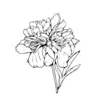 Hand drawn doodle peony stem with leaf vector