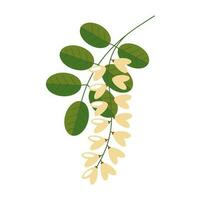 Flowering acacia with leaves on a white background. White acacia flowers.Vector illustration in a flat style vector