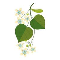 A flowering lime tree with a green leaf highlighted on a white background. Vector illustration of tilia flowers in a simple flat style. The honey plant