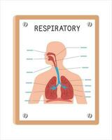 humano respiratorio sistema póster clipart dibujos animados estilo, vector diseño. utilizar en hospital o clínica pared póster dibujos animados concepto. respiratorio sistema diagrama dibujos animados estilo. hospital y clínica Departamento co