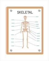 Human skeletal system poster clipart cartoon style, vector design. Use in hospital or clinic wall poster cartoon concept. Skeletal system diagram cartoon style. Hospital and clinic department concept