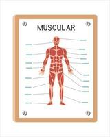 Human muscular system poster clipart cartoon style, vector design. Use in hospital or clinic wall poster cartoon concept. Muscular system diagram cartoon style. Hospital and clinic department concept