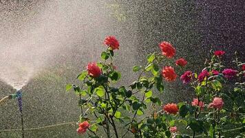 4k vidéo avec l'eau irrigation système plus de jardin herbe et Rose des buissons video