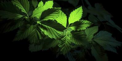 green florescent leaves copyspace, in the style of rtx on, avocadopunk, provia, velvia, generate ai photo
