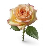 Fresh beautiful rose isolated on white background with clipping pat, generate ai photo