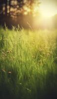 a close up of grass with dew drops on it and a blurry background of the grass and the sun shining through the drops of the grass on the grass is a sunny day light. photo