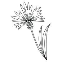 soltero flor elemento no me olvides flor silvestre. botánico decorativo primavera elemento. mano dibujado plano ilustraciones, aislado en blanco antecedentes vector