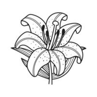 Lily flower vector illustration