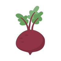 fresh one natural beetroot vegetable vector