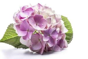 Hydrangea Blossom, Weltfrauentag Means International Womens Day , isolated on white background, generate ai photo