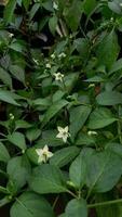 magnifique les plantes dans jardin avec tropical vert feuille video