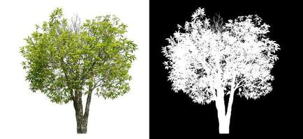 Isolated green tree with clipping path and alpha channel on black background. photo