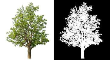 Isolated single green tree with clipping path and alpha channel on black background. photo