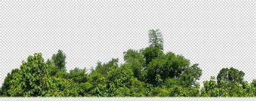 Green trees isolated on transparent background forest and summer foliage for both print and web with cut path and alpha channel photo