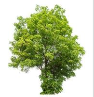 Green tree isolated on white background. photo