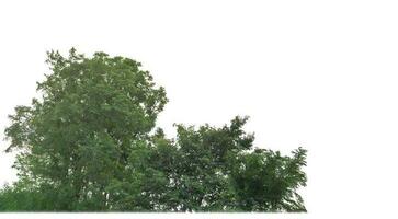 Green Trees isolated on white background. are Forest and foliage in summer for both printing and web pages with cut path and alpha channel photo